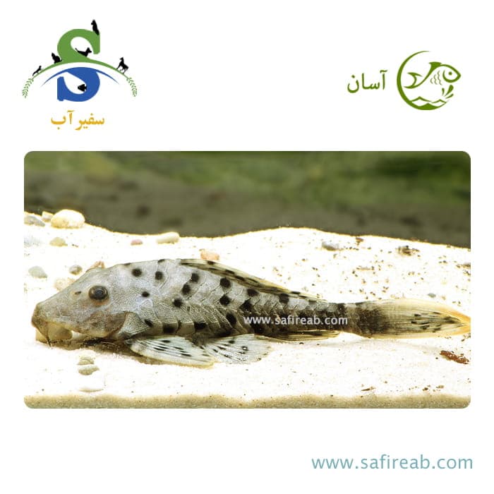 ماهی پلکو اورنج چیک L95
