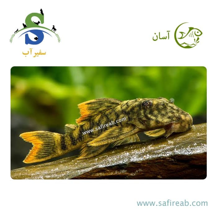 ماهی پلکو اسپاتد اورنج سیم L106B