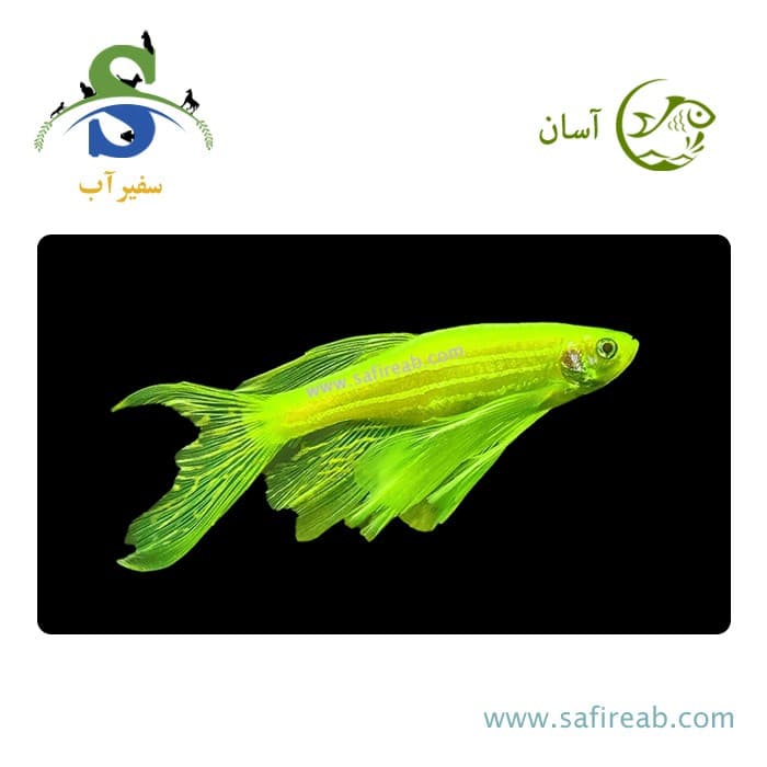 ماهی زبرا هیبرید سوپر باله در رنگ های مختلف