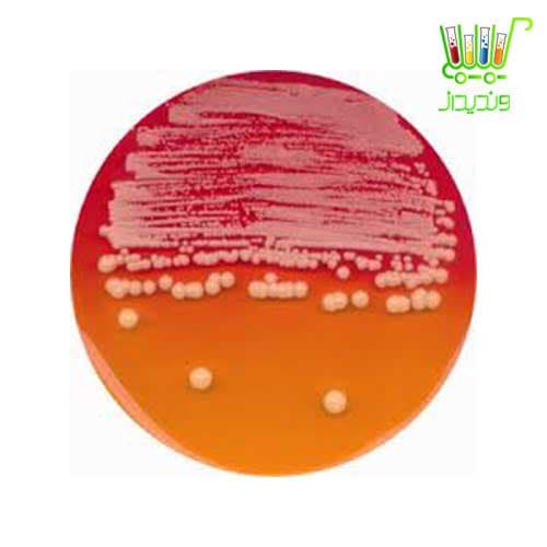 Dermatophytes Selective Agar (DTM) acc. to TAPL