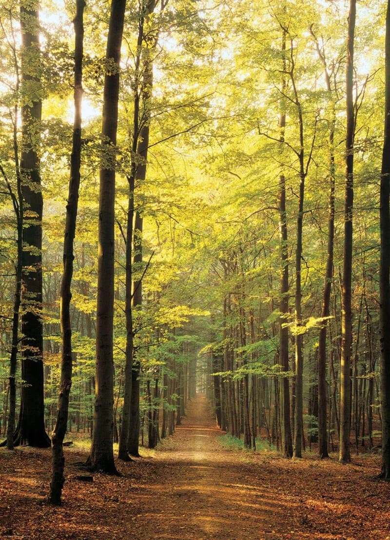 پازل 1000 تكه یوروگرافیک طرح Forest Path كد 3846-6000 — تصویر ۲