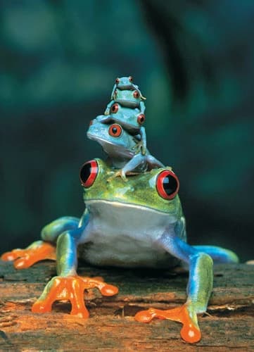 پازل 1000 تكه یوروگرافیک طرح Red-Eyed Tree Frog كد 3004-6000 — تصویر ۲