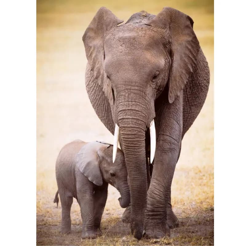 پازل 1000 تكه یوروگرافیک طرح Elephant & Baby كد 0270-6000 — تصویر ۲