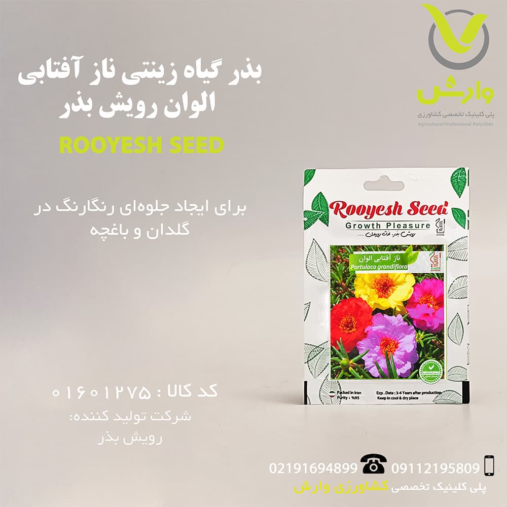 بذر گیاه زینتی ناز آفتابی الوان رویش بذر