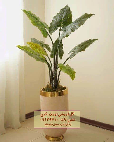بابا آدم مناسب برای چیدمان فضاهای آموزشی