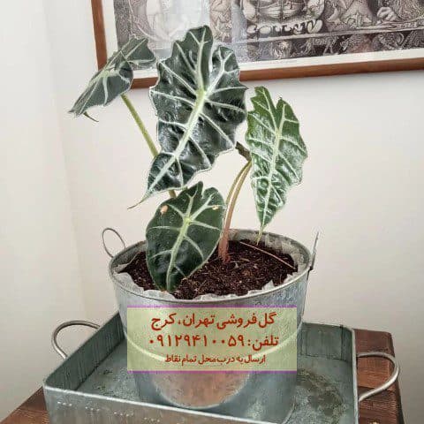 فروش گیاه بابا آدم برای تزئین فضای کافه