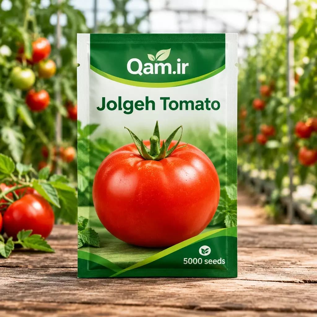بذر گوجه فرنگی جلگه