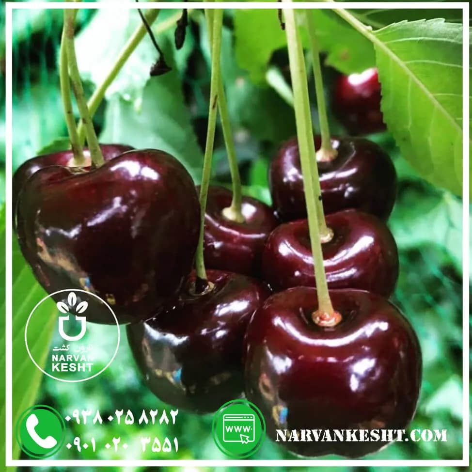 نهال گیلاس تکدانه سیاه