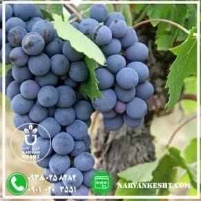 نهال انگور بلک فینگر