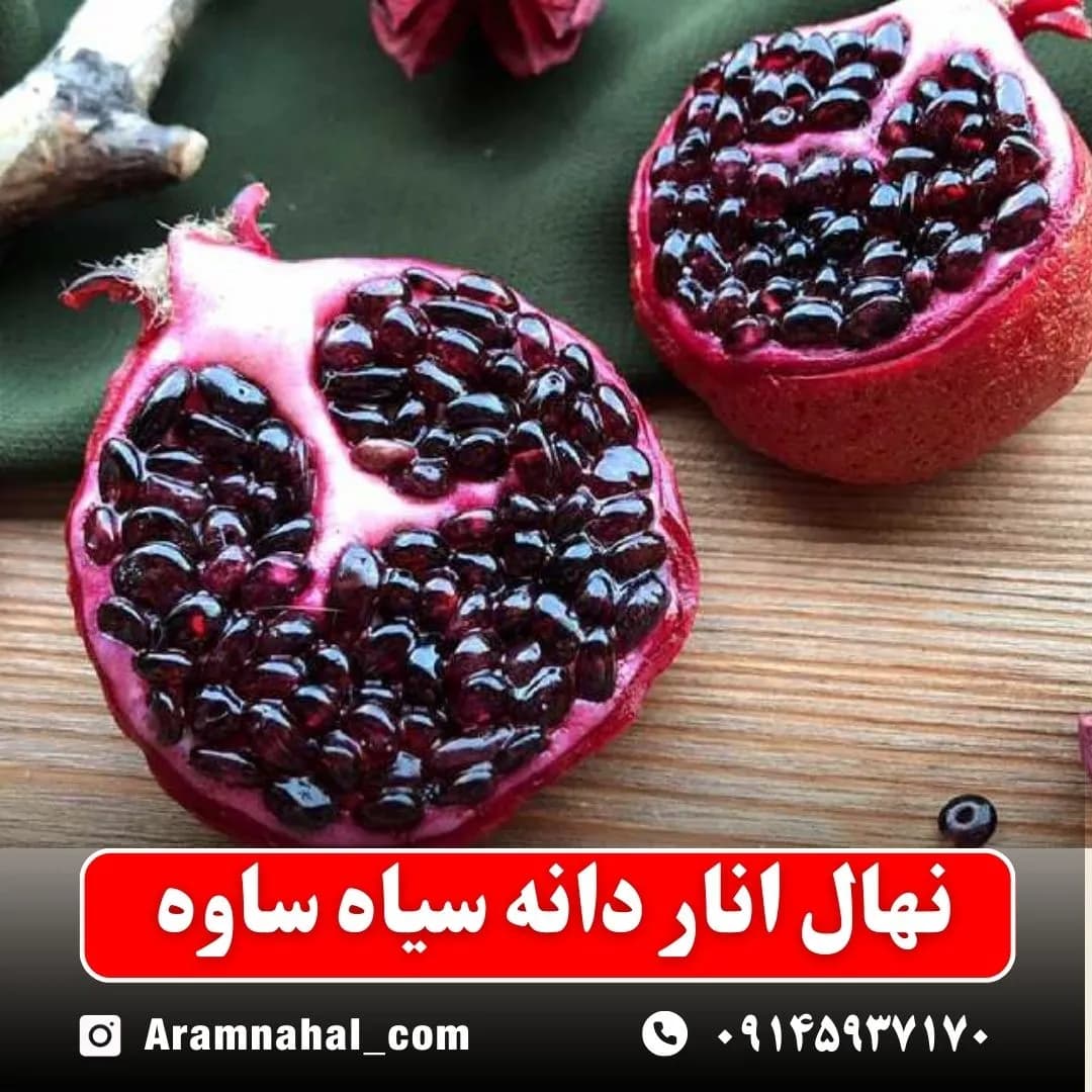 نهال انار دانه سیاه ساوه