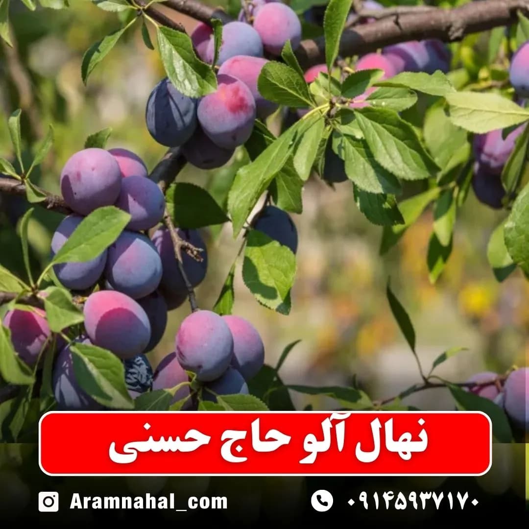 نهال آلو حاج حسنی