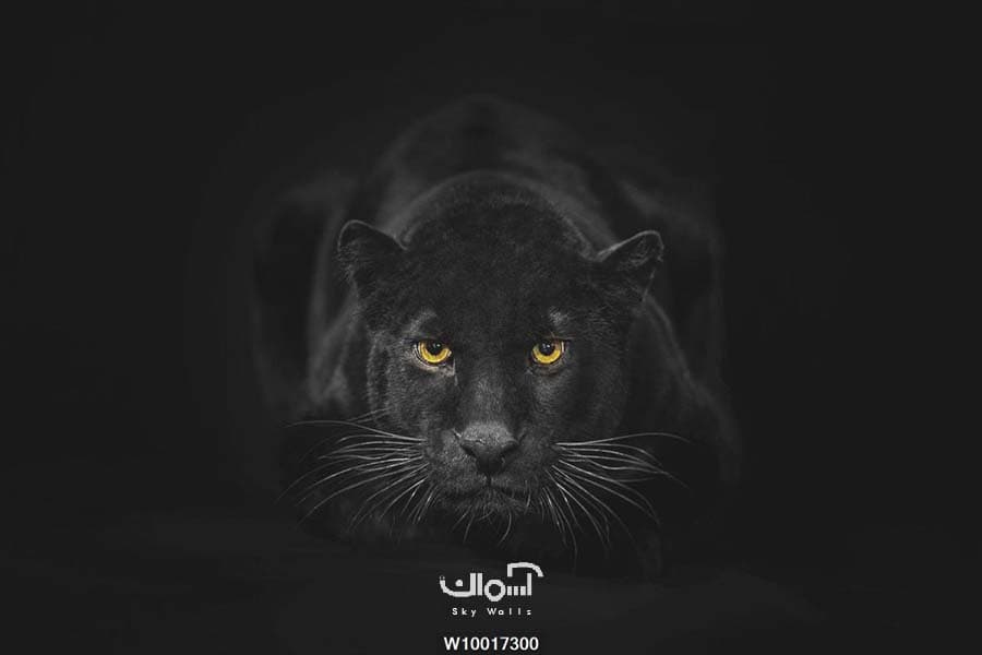 پوستر دیواری ببر سیاه کد 10017300
