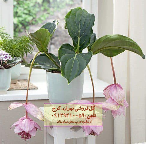ارکیده فیلیپینی برای زیباسازی لابی