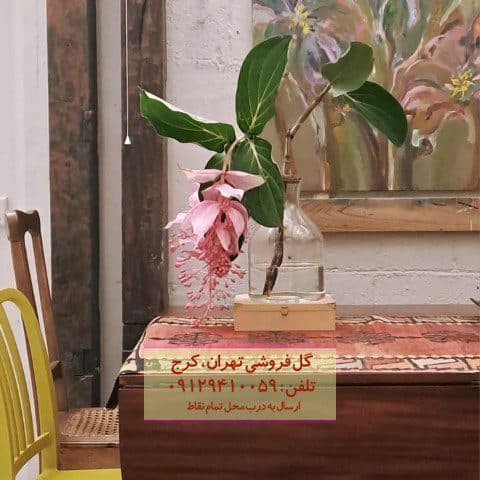 ارکیده فیلیپینی برای دفتر مشاور املاک
