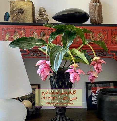 ارکیده فیلیپینی مناسب برای چیدمان اتاق مطالعه