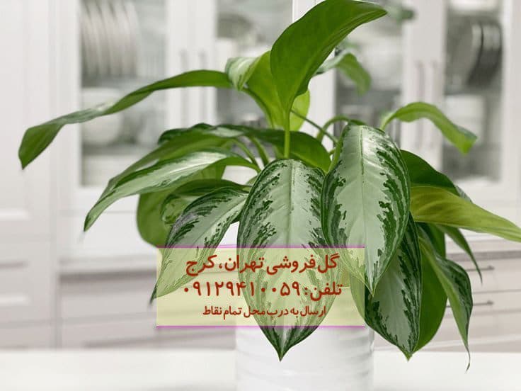 گیاه آگلونما نقرهای برای زیباسازی راهروی شرکت
