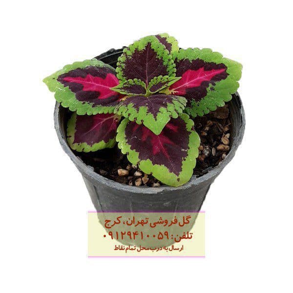 گیاه طبیعی حسن یوسف کد G05