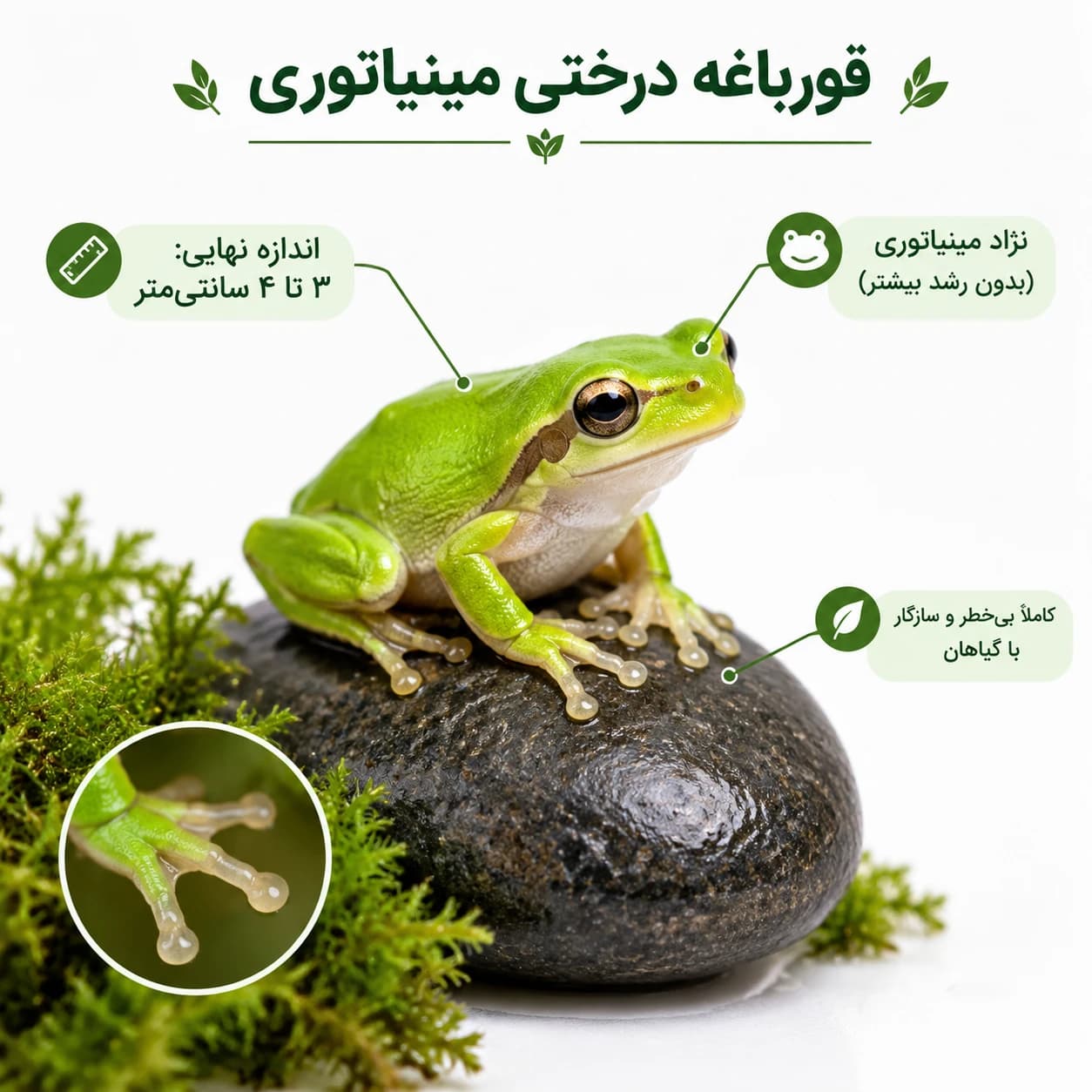 قورباغه درختی سبز مینیاتوری (مخصوص تراریوم و ویواریوم) — تصویر ۲