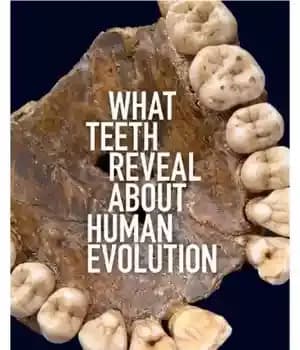 دانلود کتاب What teeth reveal about human evolution – آنچه دندان ها در مورد تکامل انسان آشکار می کنند
