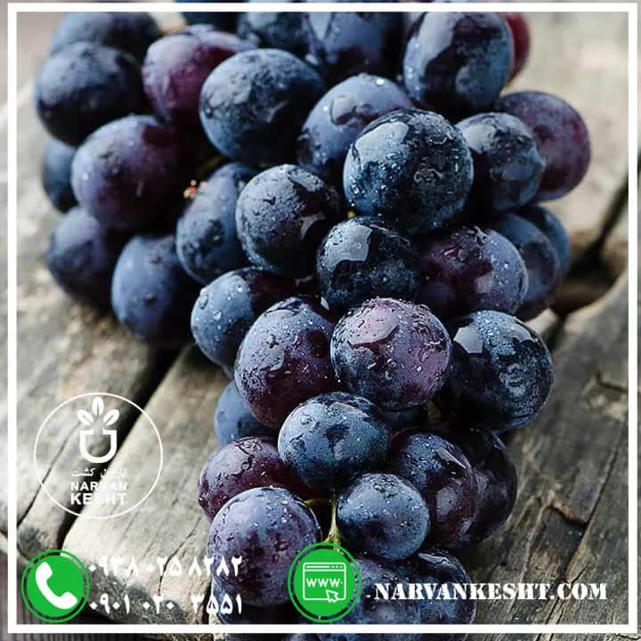 نهال انگور بلک سلیس