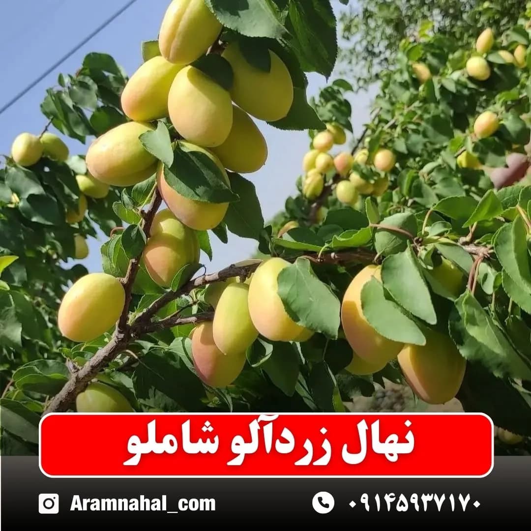 نهال زردآلو شاملو