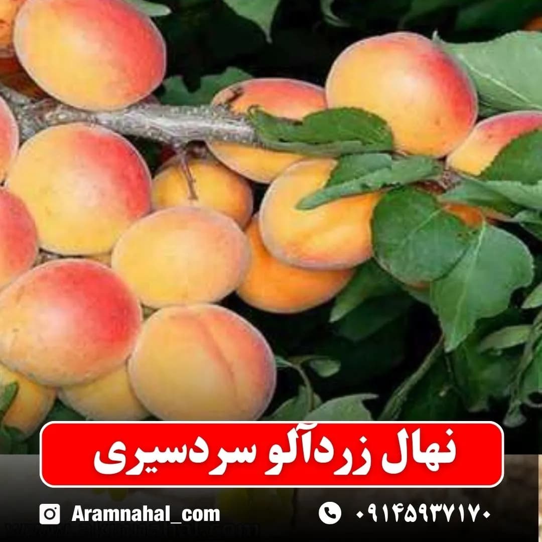 نهال زردآلو سردسیری