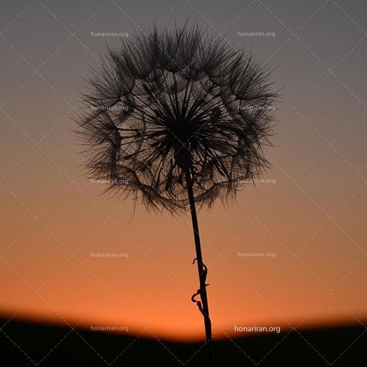 قطعه عکس غروب و قاصدک