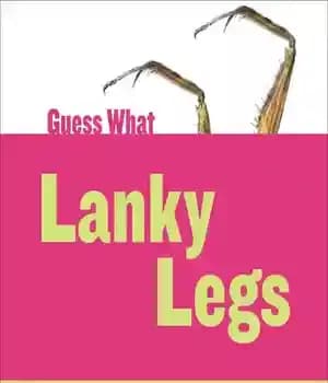 دانلود کتاب Lanky Legs: Praying Mantis – پاهای باریک: آخوندک دعایی