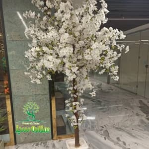 درختچه شکوفه درسا ارتفاع 2.2
