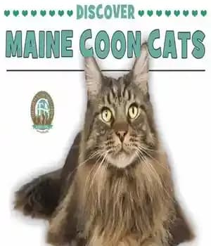 دانلود کتاب Discover Maine Coon Cats – گربه های مین کون را کشف کنید