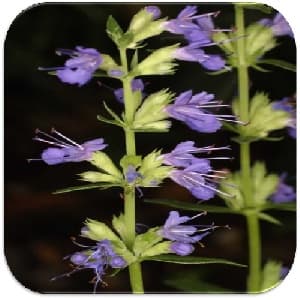 پاورپوینت گیاه دارویی زوفا Hyssopus officinalis تعداد 26 اسلاید