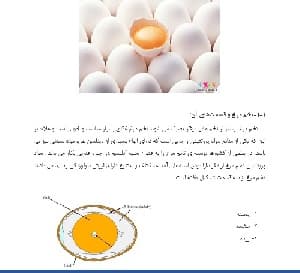 فراوری تخم مرغ و تولید پودر آن به روش خشک کردن پاششی