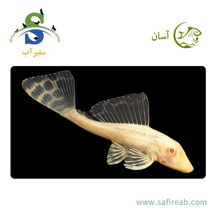 ماهی کت فیش شکلاتی