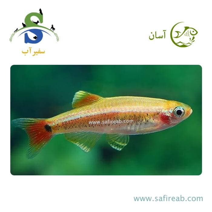 ماهی تترا گلدن وایت کلود مونتین