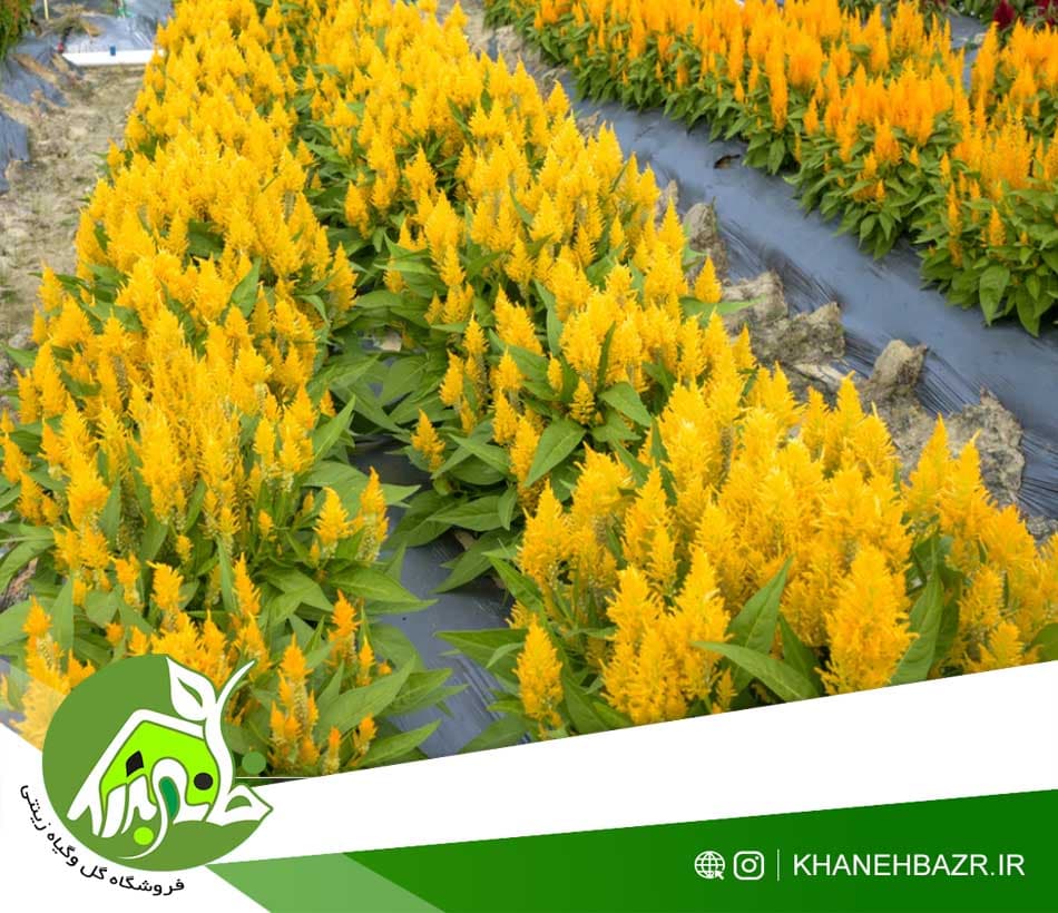 بذر تاج خروس دم روباهی | راهنمای کامل پرورش