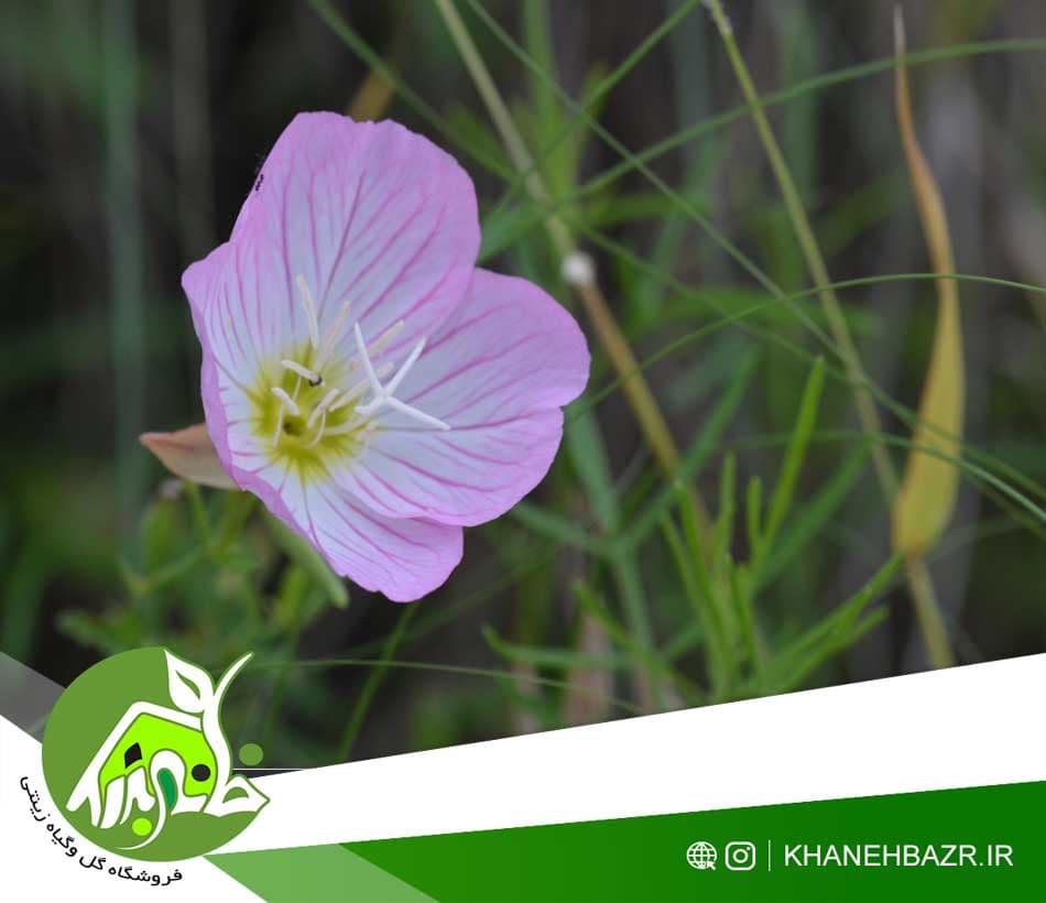 بذر مغربی صورتی | راهنمای تخصصی کاشت و پرورش