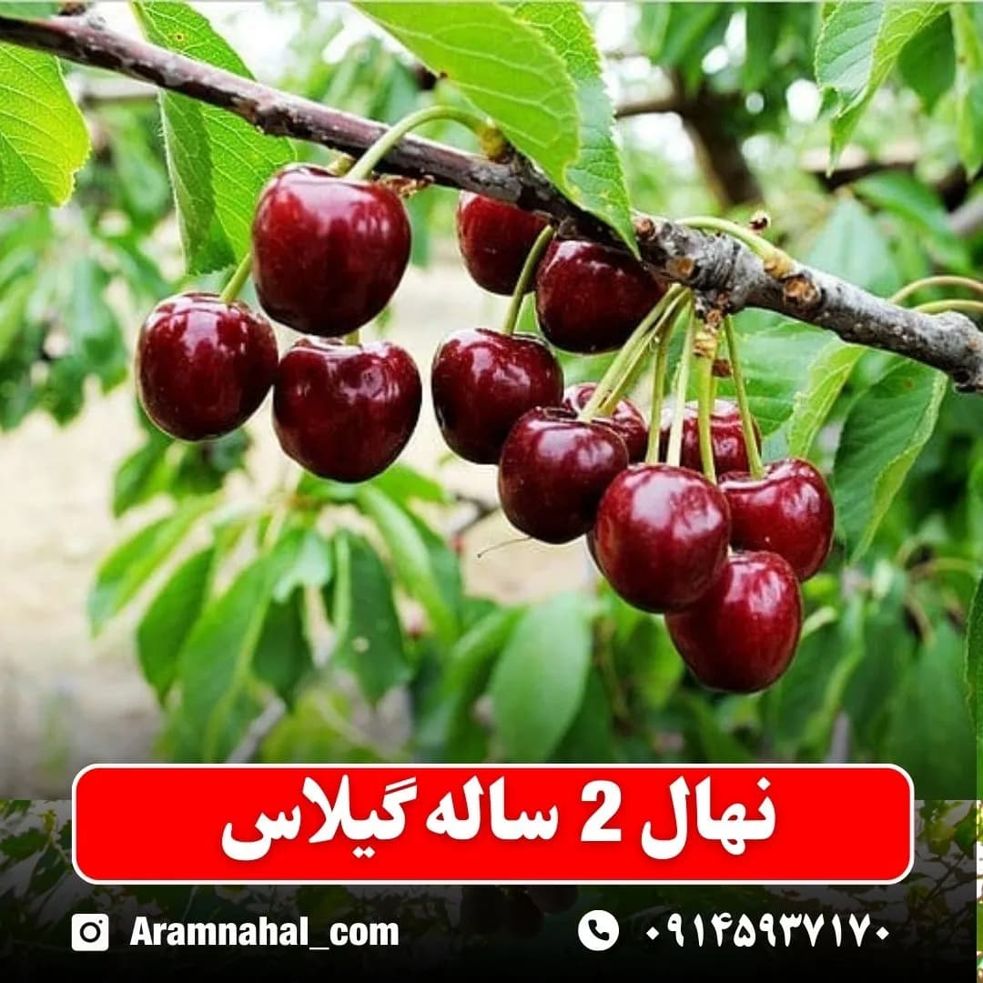نهال 2 ساله گیلاس