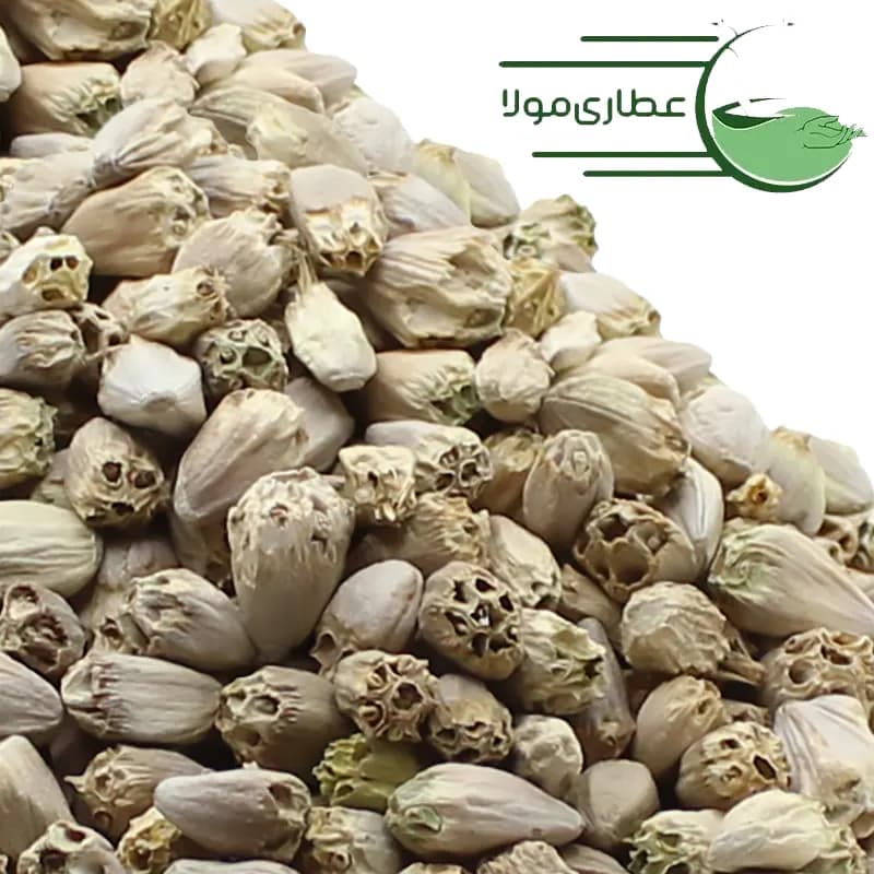 تخم کنگر فرنگی