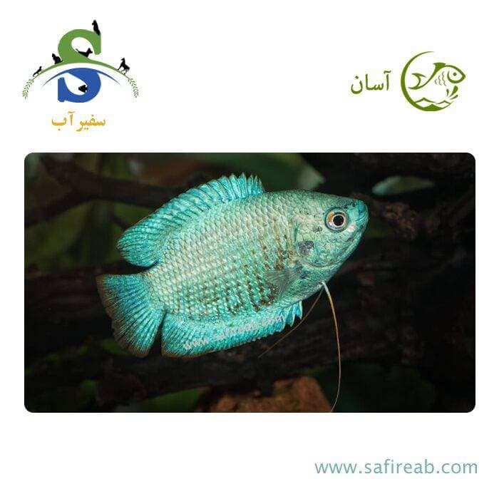 ماهی گورامی دارف آبی