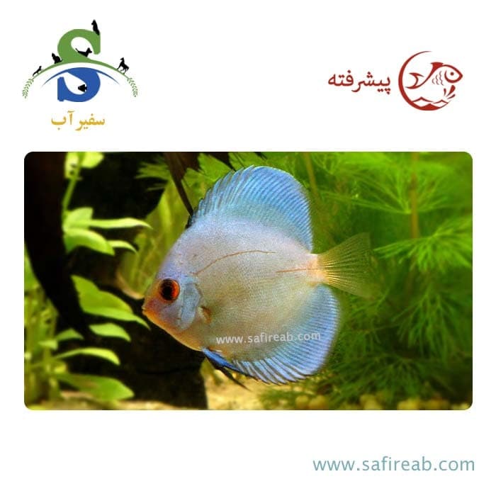 ماهی دیسکس بلو دیاموند