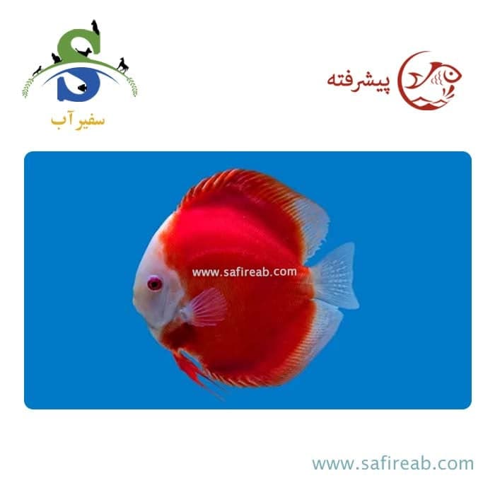 ماهی دیسکس فوجی رد