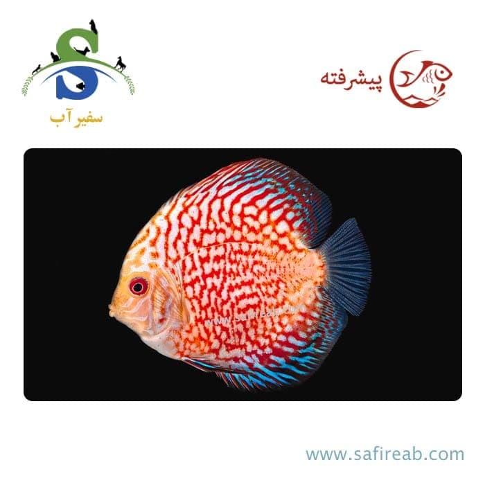 ماهی دیسکس رد پیژن