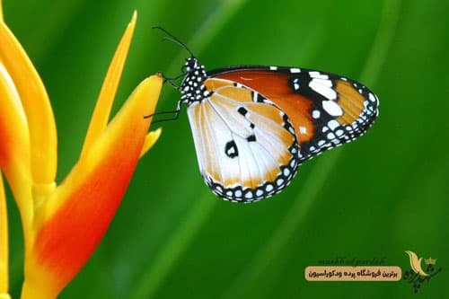 پرده لوردراپه تصویری طرح پروانه کد 1000