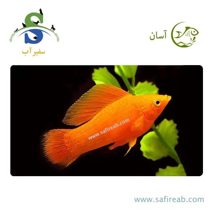 ماهی مولی نارنجی