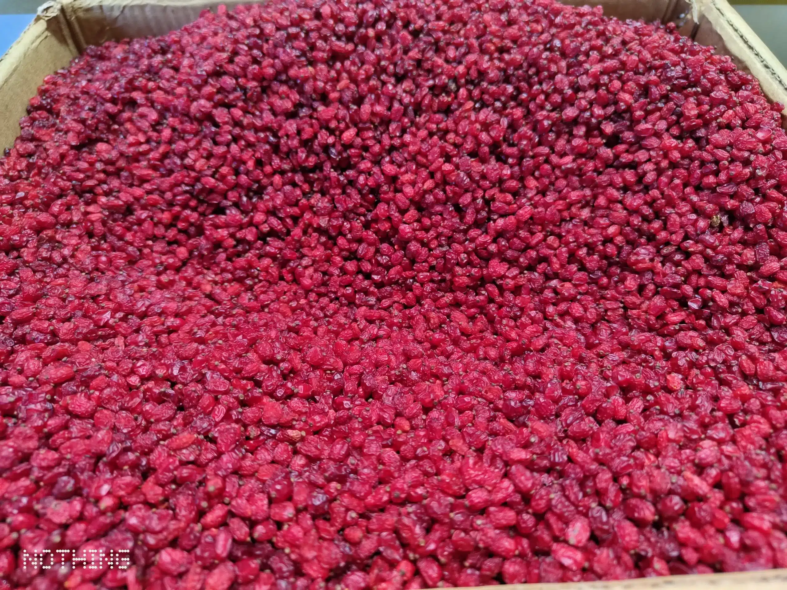 زرشک پفکی فوق اعلاء نیم کیلویی | مستقیم از کشاورز + خرید اقساطی — تصویر ۶