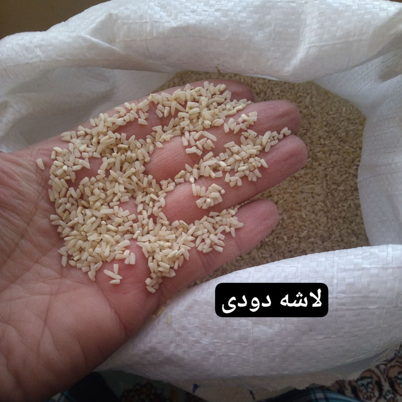 برنج لاشه دودی گیلان نسل نورانی - ۵ کیلوگرم — تصویر ۲