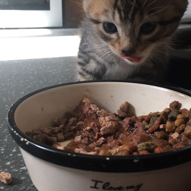غذا خشک گربه نابالغ اونو مدل Kitten طعم مرغ و هویج وزن 10000 گرم — تصویر ۳