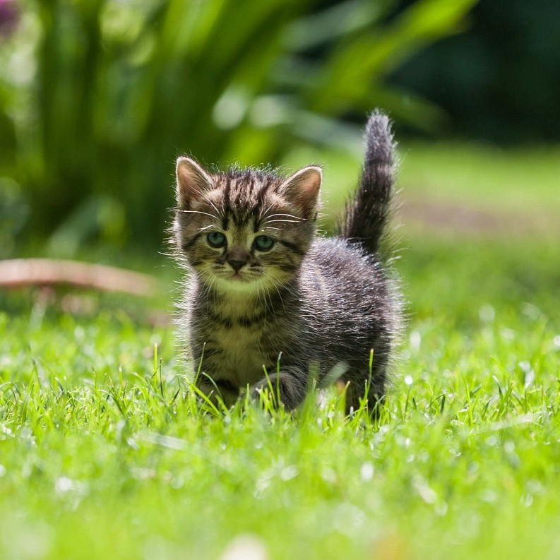 غذای خشک گربه نابالغ ریلکسی مدل KITTEN طعم مرغ و گوشت گاو وزن 2 کیلوگرم — تصویر ۵