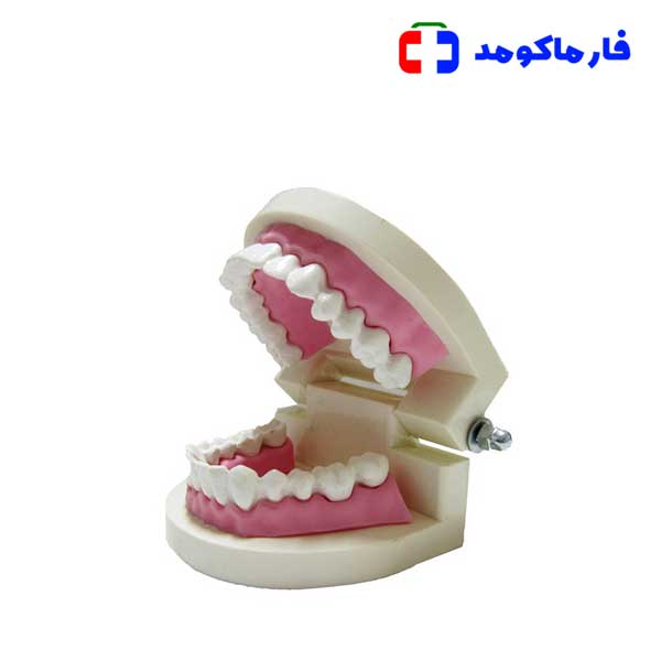 مولاژ دندان انسان متوسط