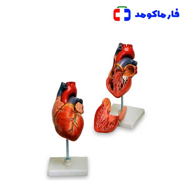 مولاژ قلب 1/5 برابر — تصویر ۲